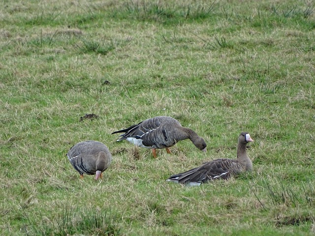 又一次的非 又一次的非