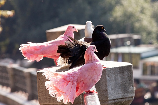 当队员出现 当队员出现