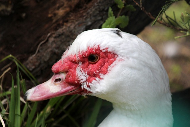 的传球调动 的传球调动